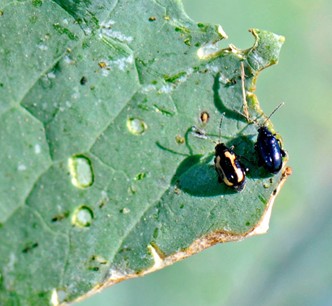 Striped flea beetle and Crucifer flea beetle on a leaf. 
