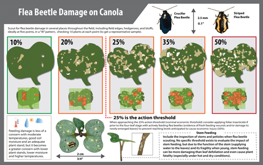 Go to the Flea Beetle Damage on Canola graphic on the Canola Council of Canada website.