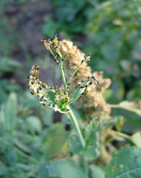 Flea beetles on a canola stem and leaves with significant damage to the leaves due to feeding. 