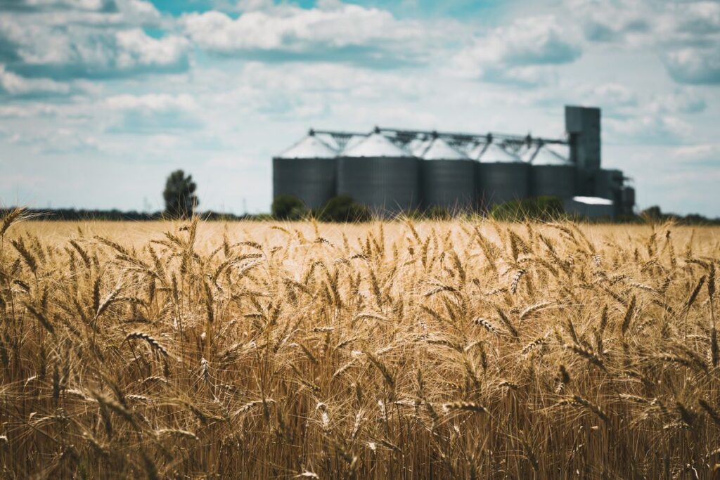 Dry wheat in the foreground with grain elevators in the background.