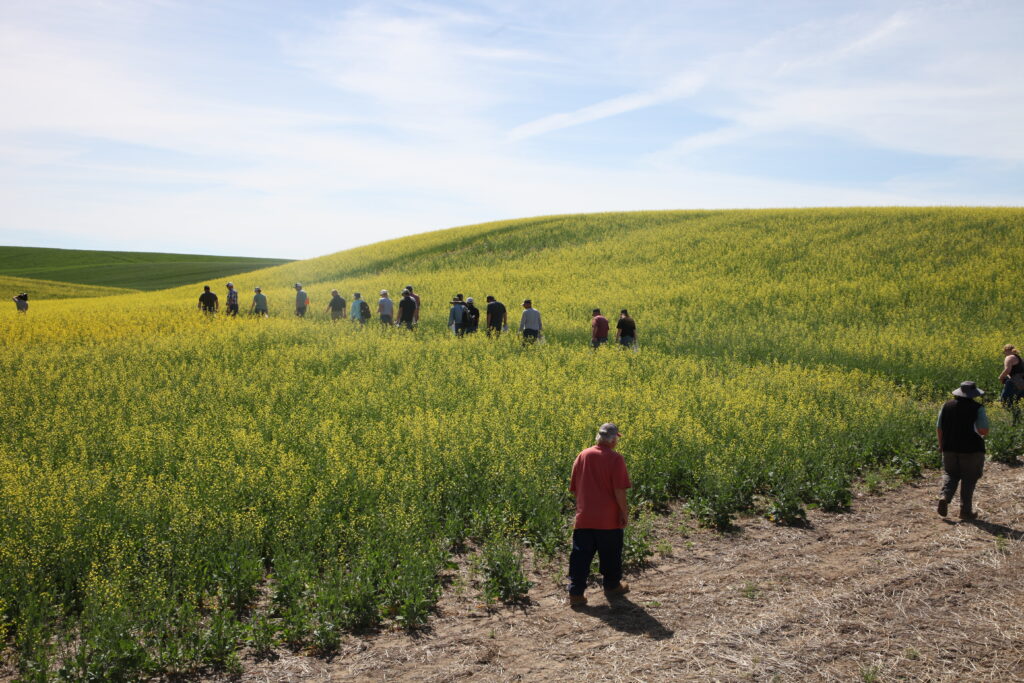 Field day participants walking through a flowering canola field.