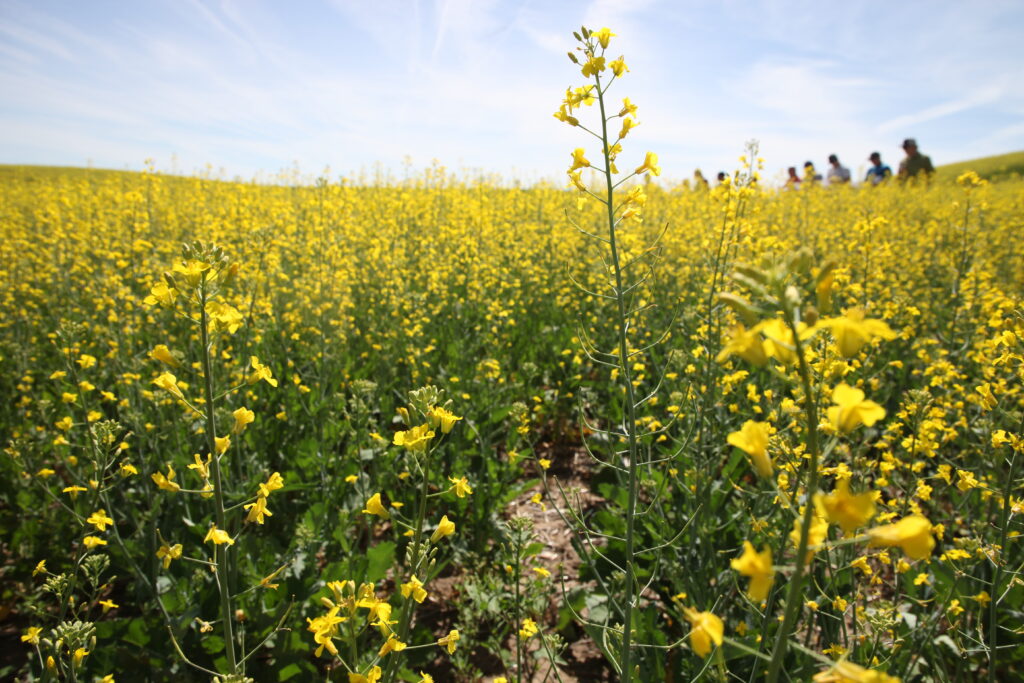 A close-up photo of yellow canola flowers with field day participants i the distance.
