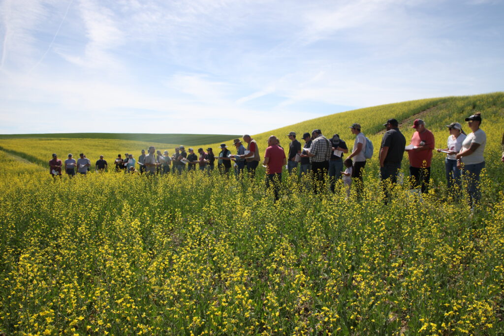 Jesse Ford discusses canola research while standing in a yellow canola field with field day attendees.