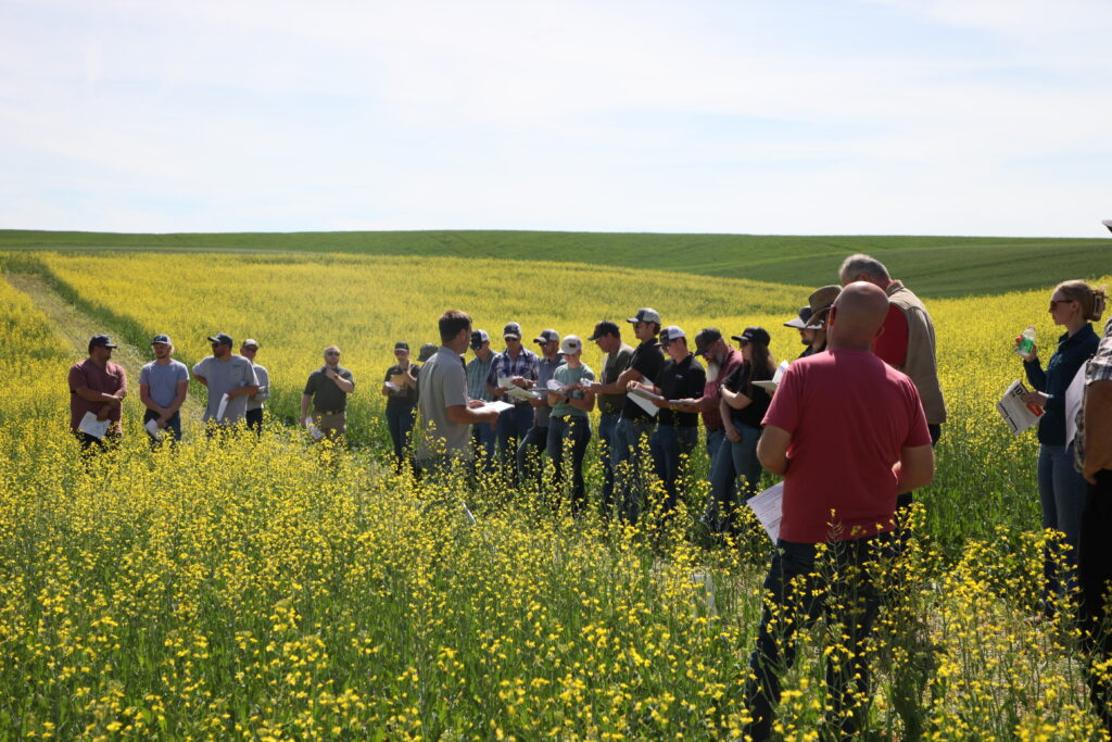 Jesse Ford discusses canola research while standing in a yellow canola field with field day attendees.