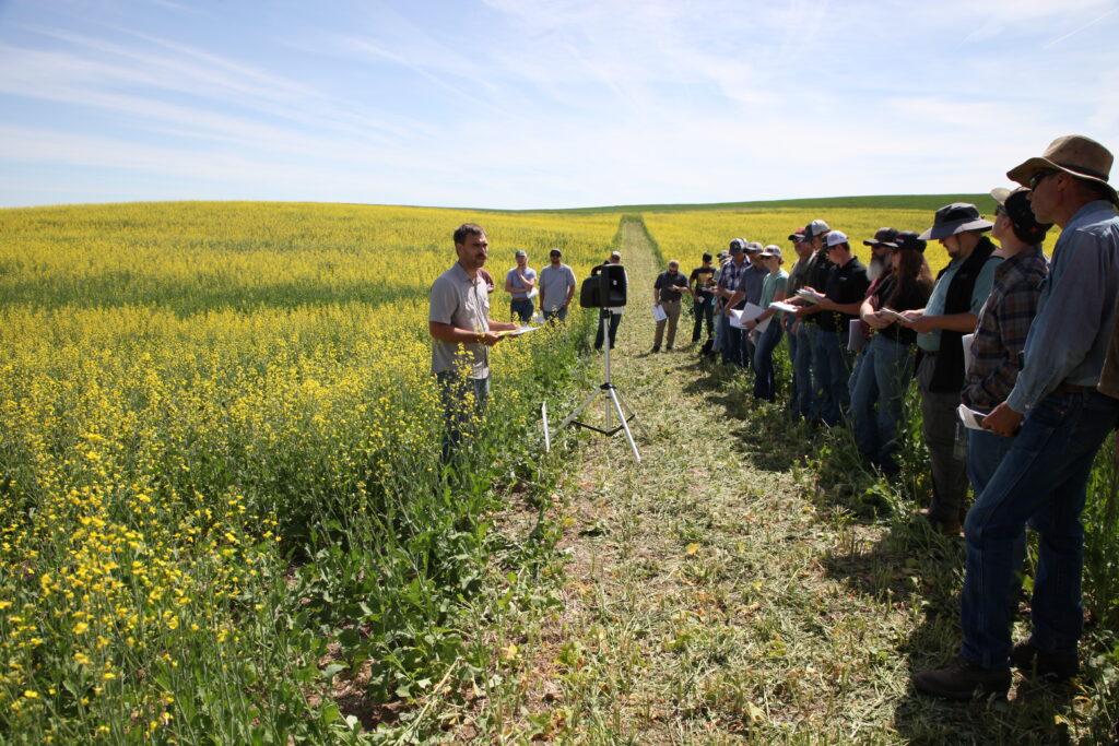 Jesse Ford discusses canola research while standing in a yellow canola field with field day attendees.
