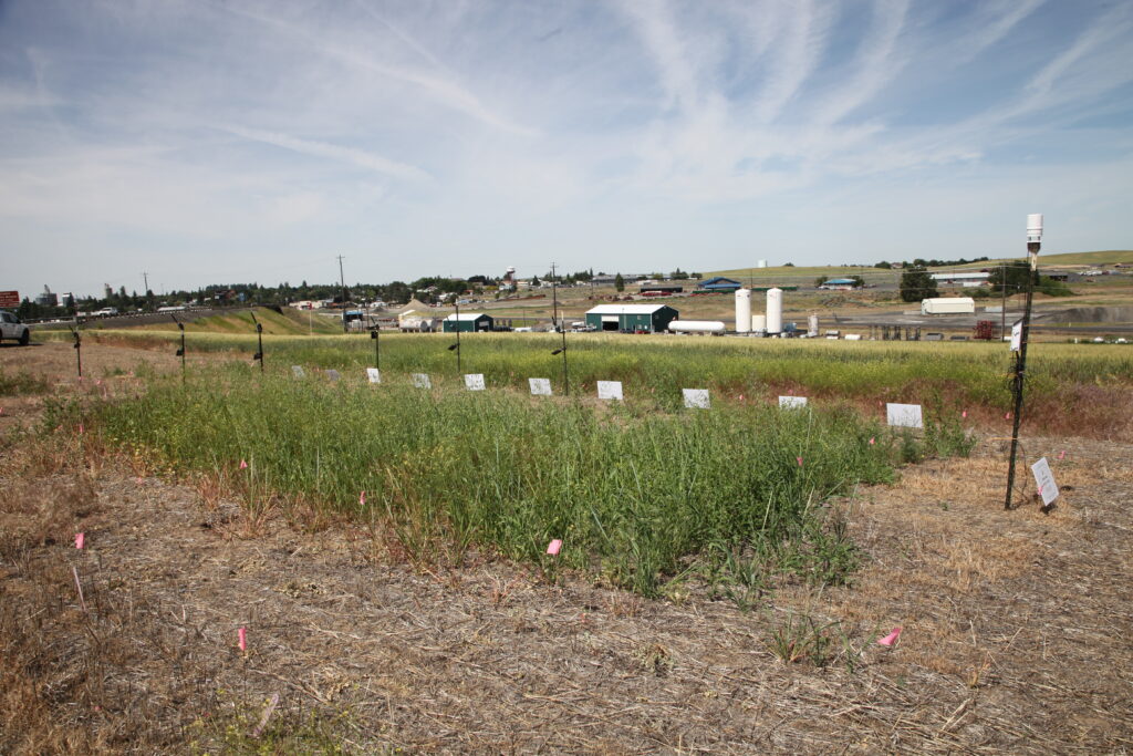 Crop trials at the Wilke Farm.
