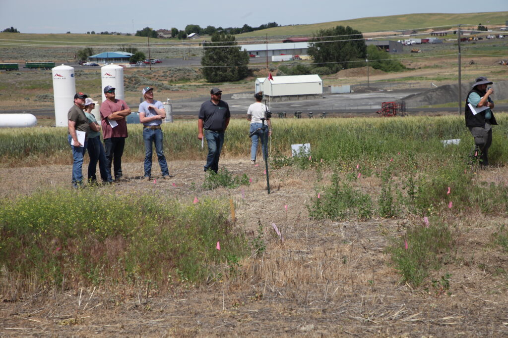 Field day attendees exploring crop trials.