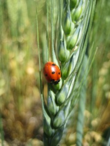 Learn more about Canada thistle.