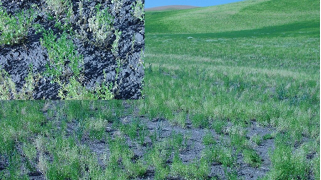 Field infected with pythium, inset is an individual plant, note the yellowing and poor stand. Field showing distinct patches of bare, dark soil interspersed with sparse, short green vegetation. 