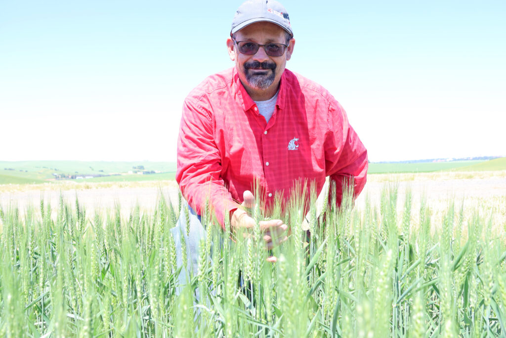 Dr. Mike Pumphrey shows off a wheat variety in trial at the WSU Spillman Farm Field Day.