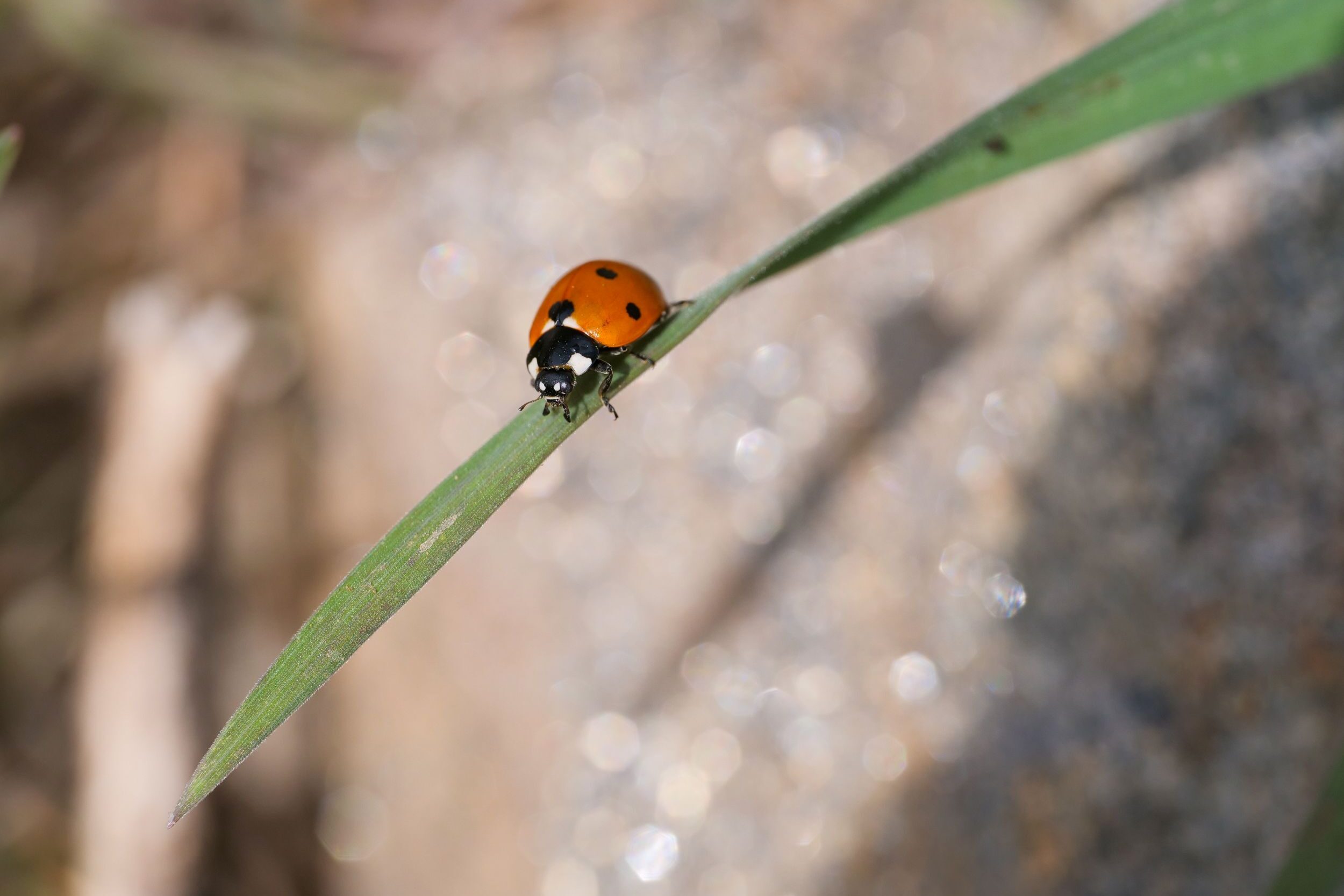 Seven-spotted lady beetle on a blade of grass.