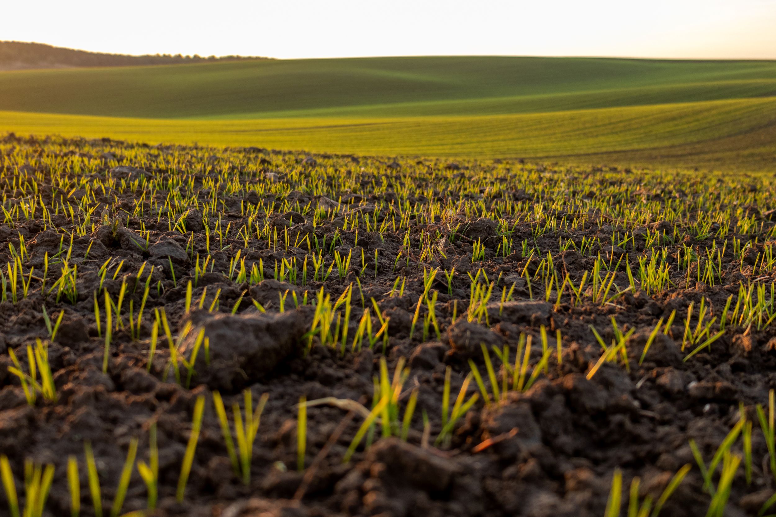 Wheat sprouts emerging from soil in early spring.