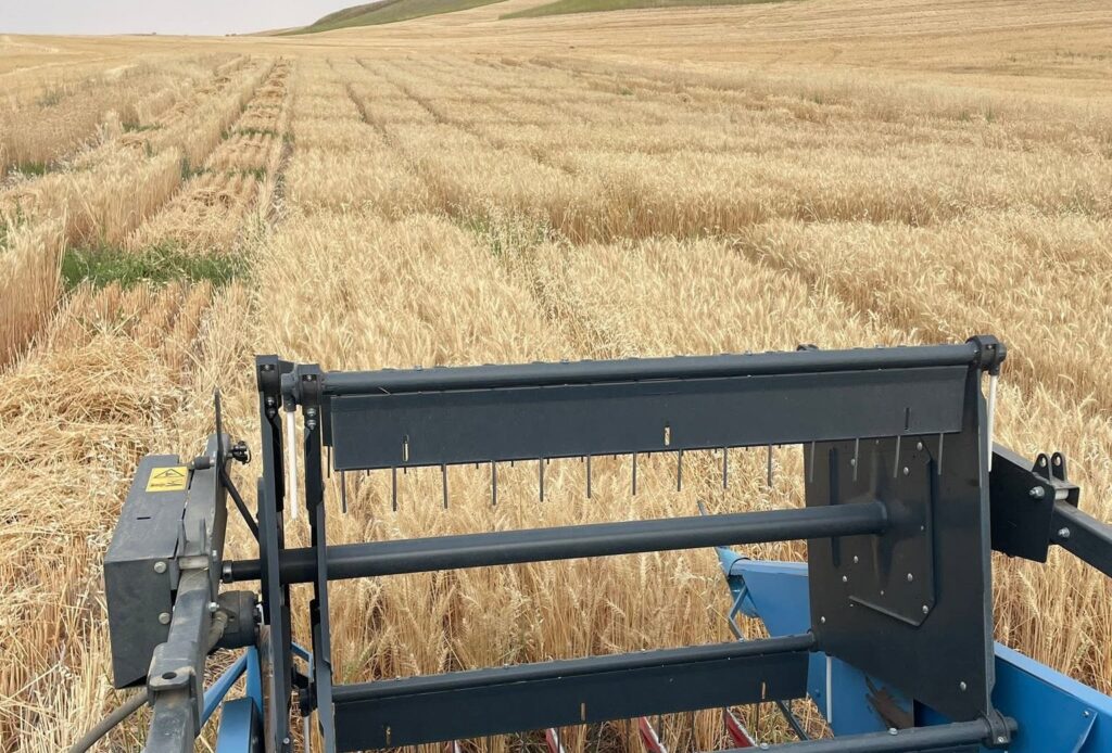 The view from machinery harvesting 2026 wheat variety trials.
