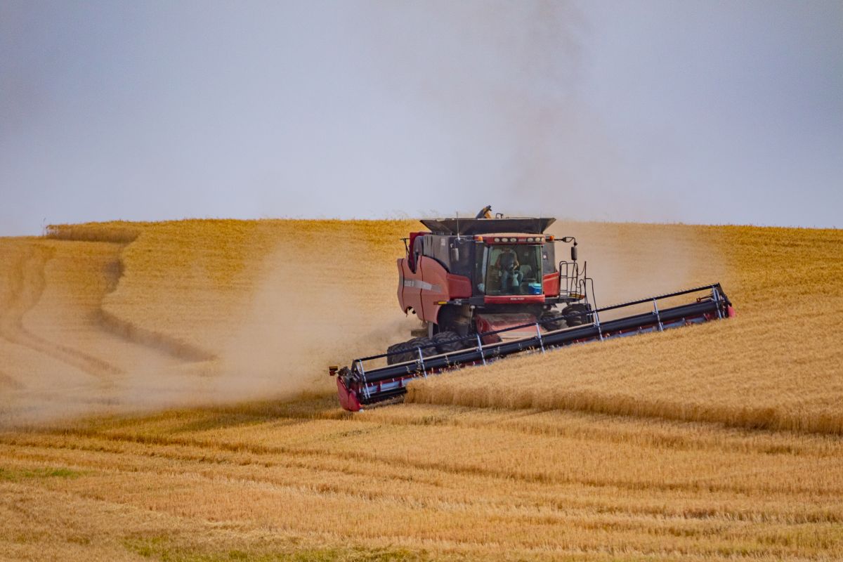 A red combine harvesting wheat on a rolling field of the Palouse region.