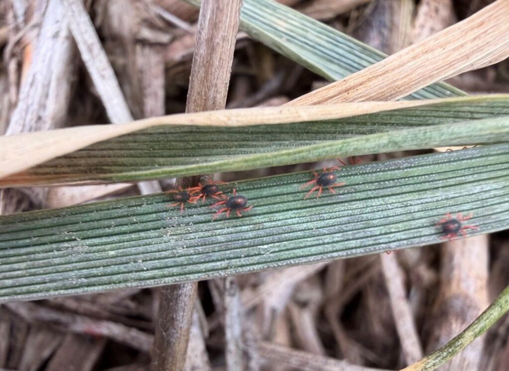 Winter grain mites on wheat leaves.