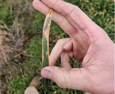 A man holding a green wheat leaf with brown areas up close.