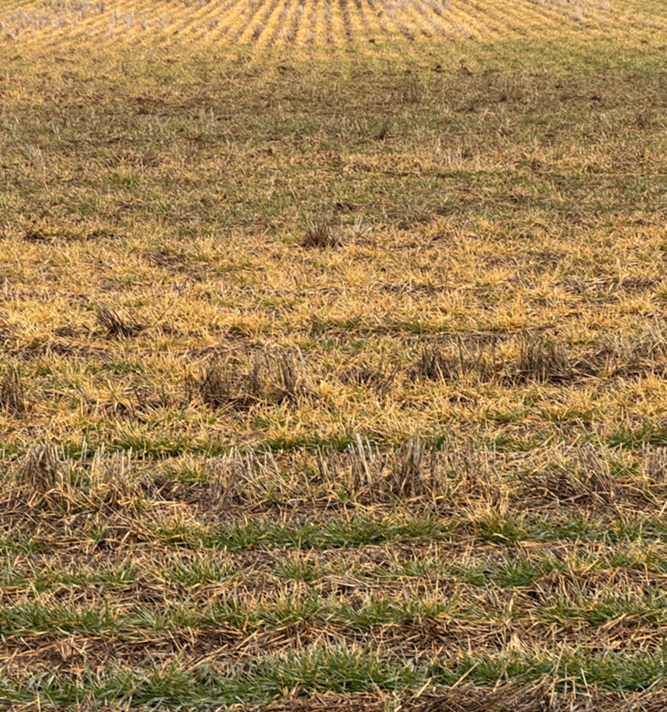 Brown wheat crop field.