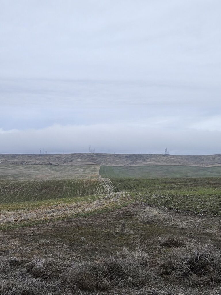 A wide view of two winter wheat fields. On the left is a field that shows heavy crop injury from wheat grain mites. On the right is a healthy field.