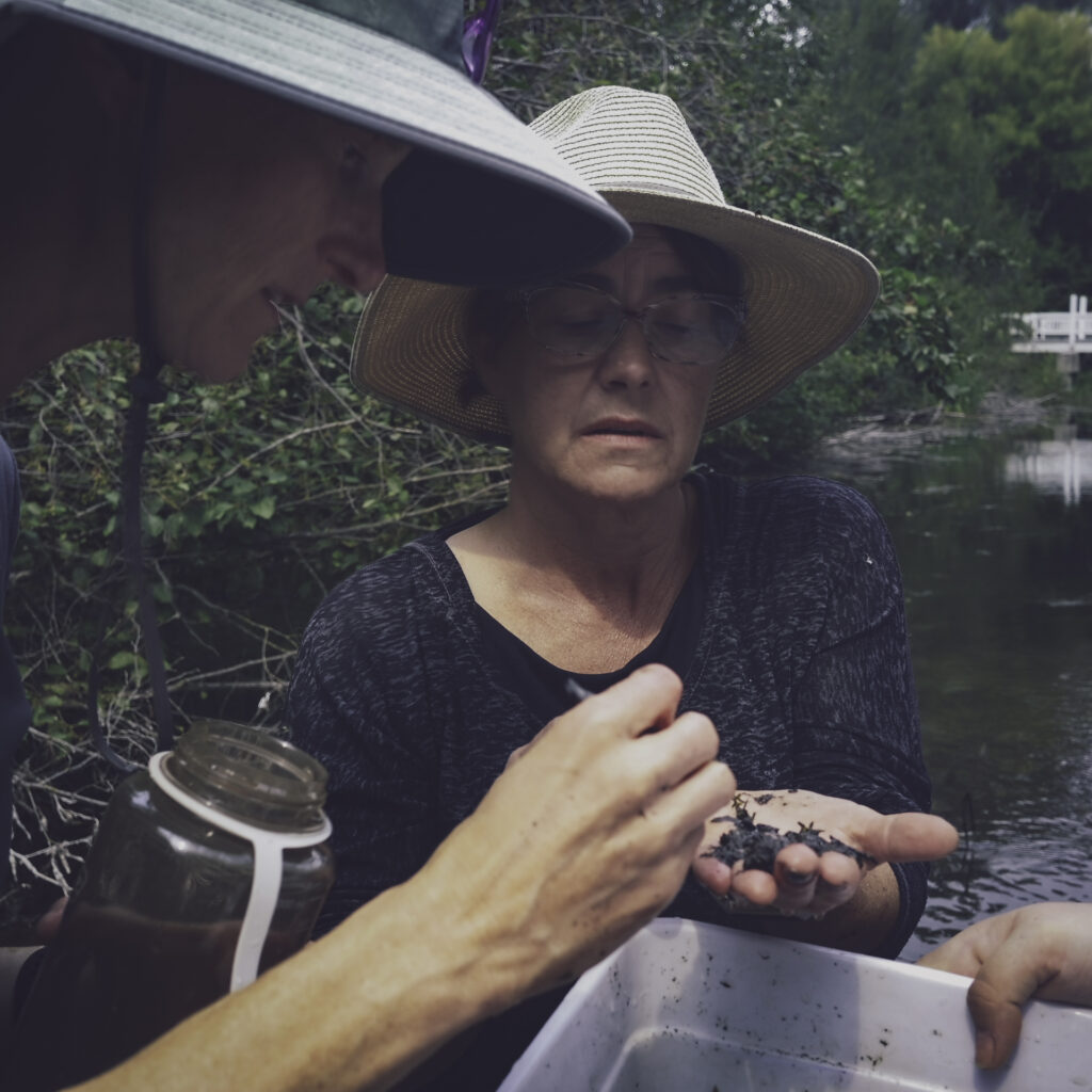 Two women sampling and identifying aquatic macroinvertebrates using a spoon over a plastic tub.