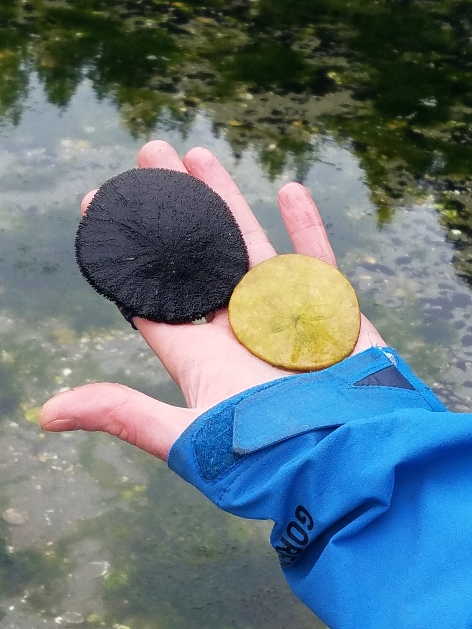 A hand laid flat holding two live sand dollars with a tidal pool in the background.