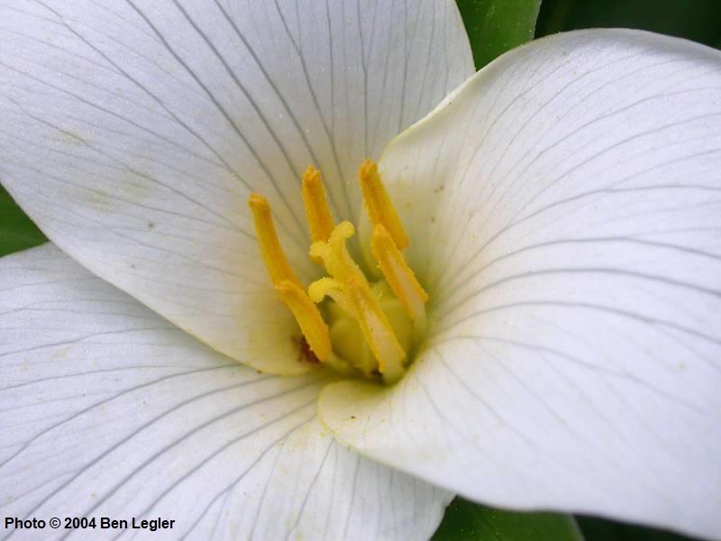 Western trillium flower photographed by Ben Legler