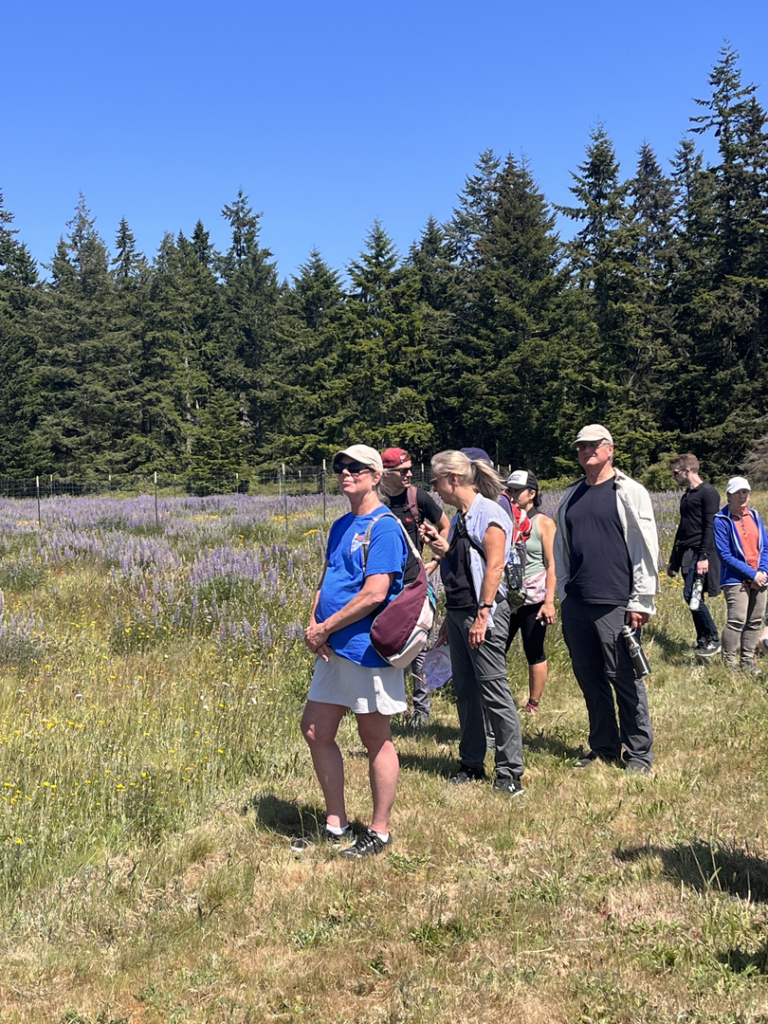 Group of people on a field tour viewing a prairie with purple lupine flowers
