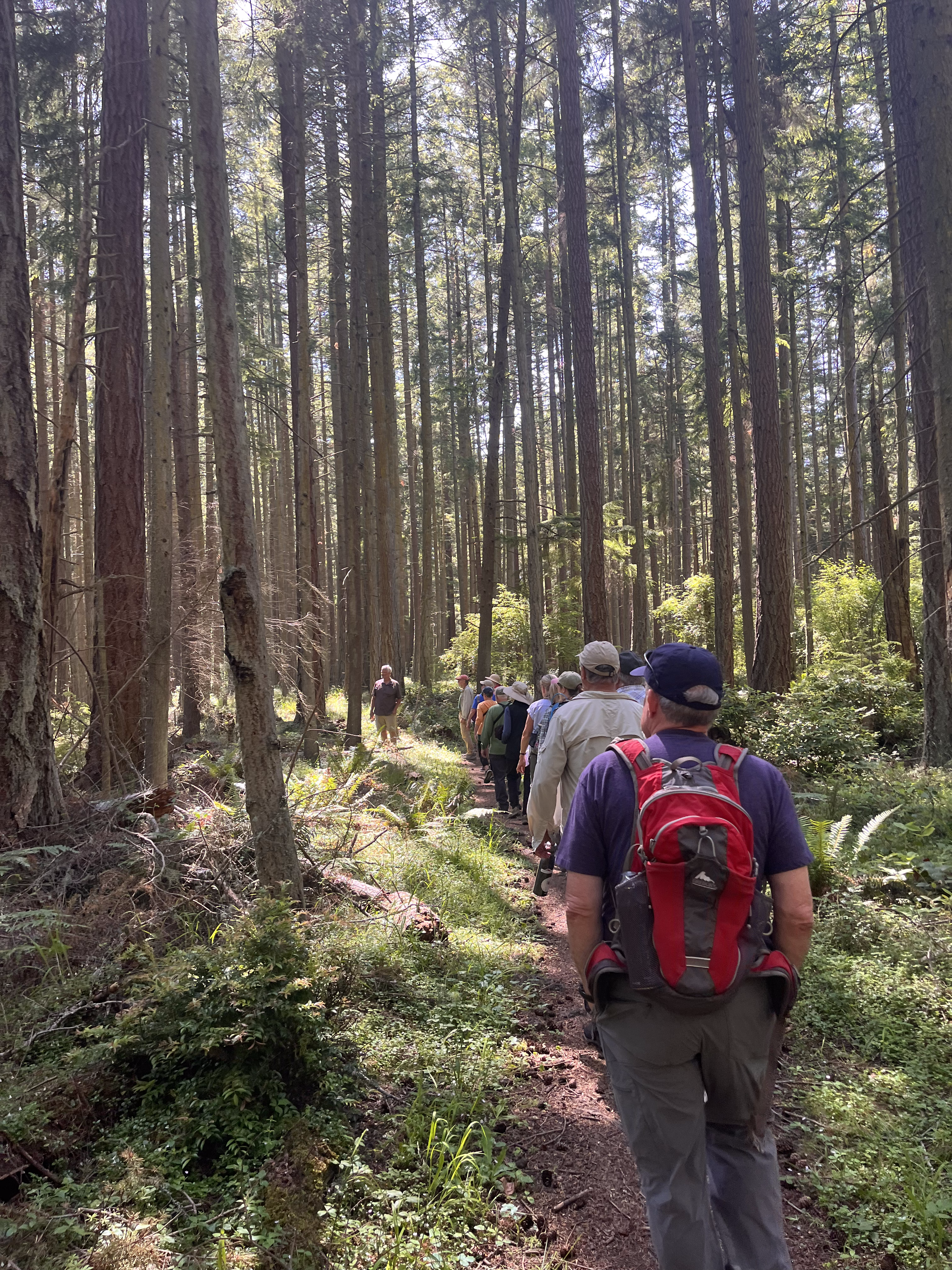 Naturalist students walking in a line through an old growth forest 