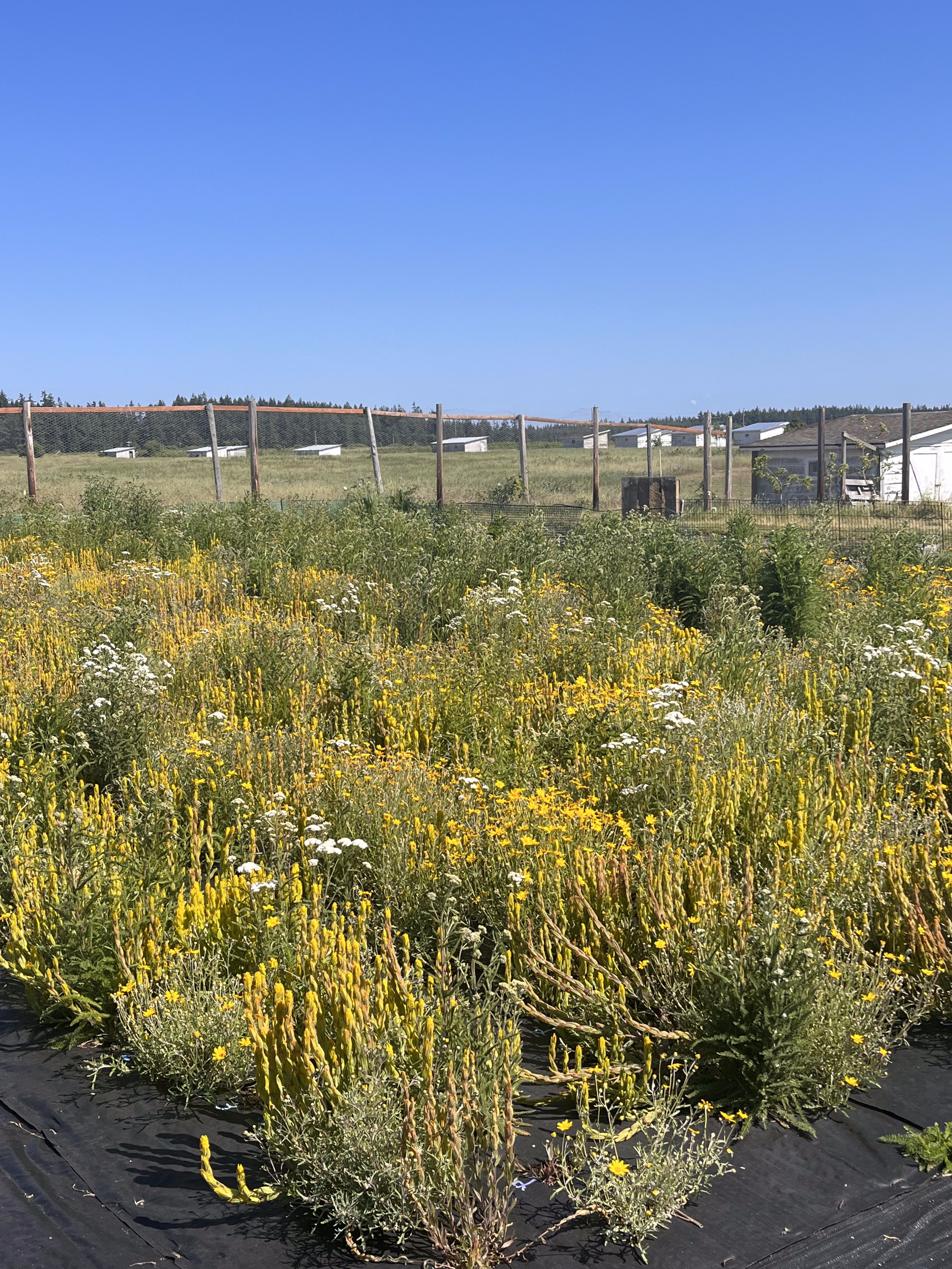 A small plot of native prairie plants including a plethora of golden paintbrush