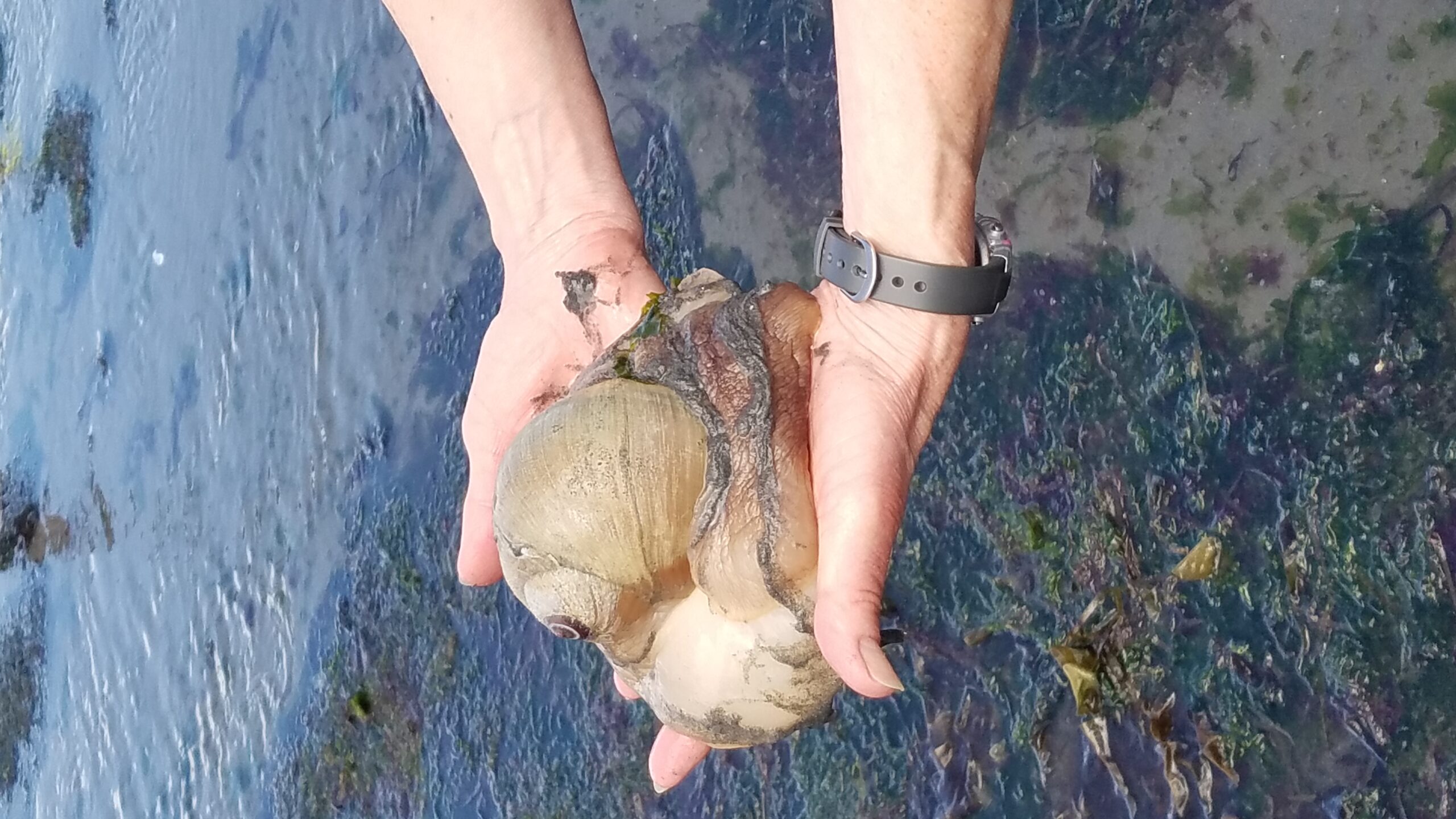 Two hands holding a moon snail over water