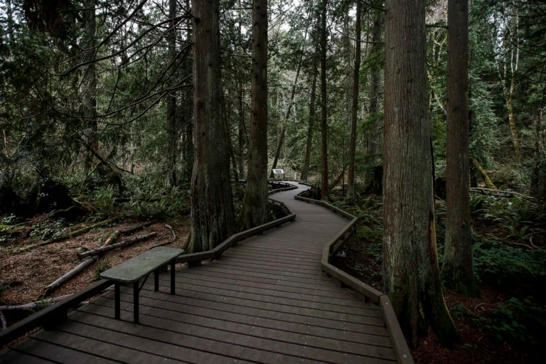 Elevated walkway through a conifer forest