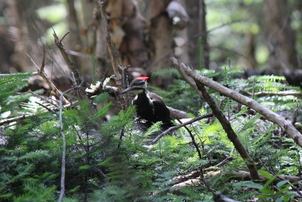 Pileated woodpecker amongst woody foliage