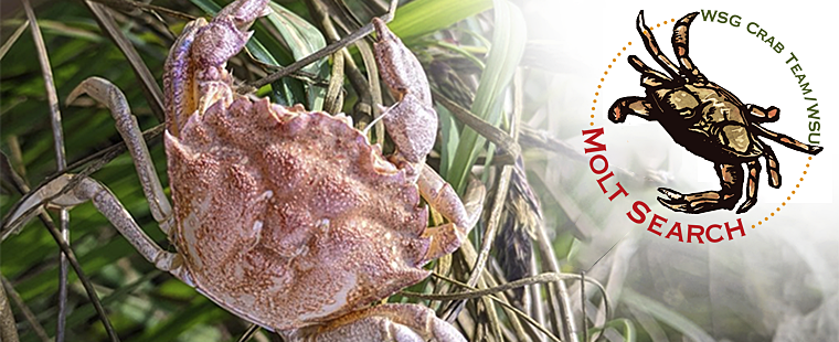 Pink European green crab with the Molt Search logo on the right.