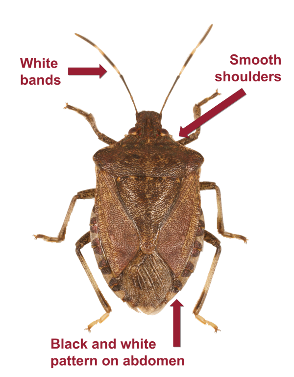 Identifying BMSB | Tree Fruit Entomology | Washington State University