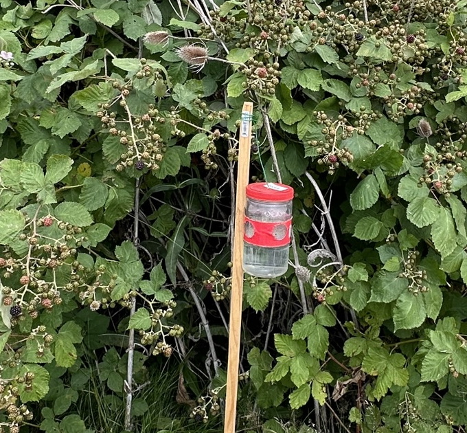 a white lure with a clear cup underneath attached to a stick in a field.