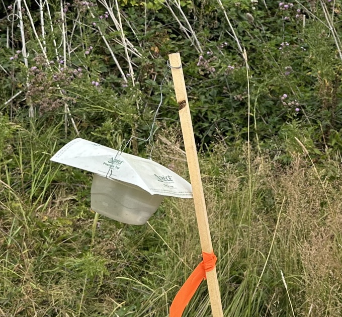a white lure with a clear cup underneath attached to a stick in a field.