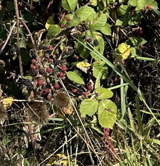 blackberry bramble with red and black berries.