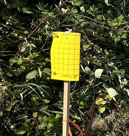 a white lure with a clear cup underneath attached to a stick in a field.