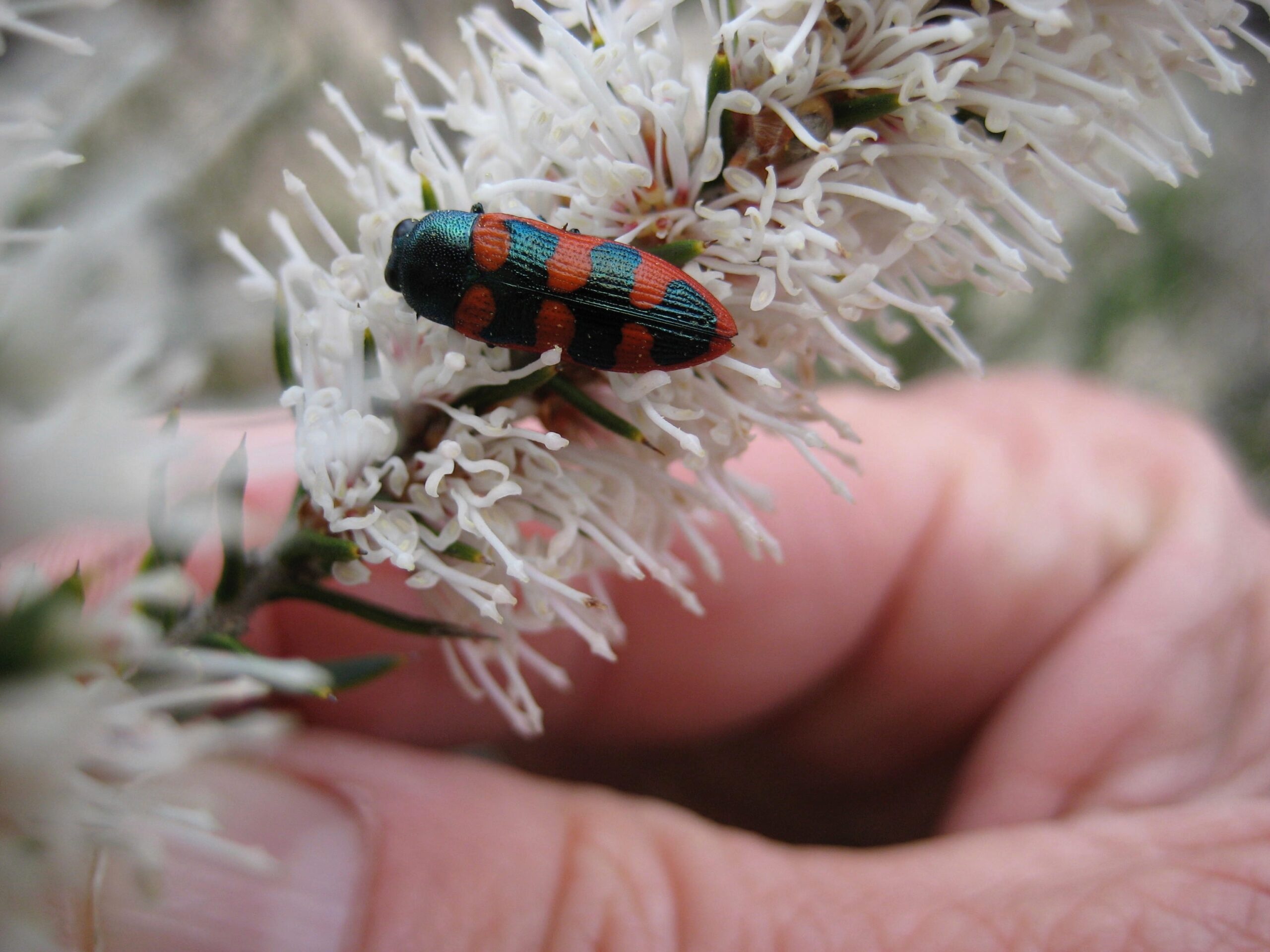 Ribbed Hakea (Proteaceae), with beetle.