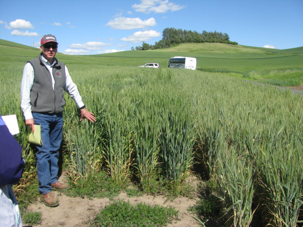 Tim Murray - Cephalosporium grain trials