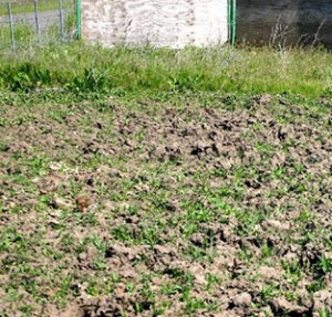 Photo 1: “Pugging” resulting from livestock impact on wet soils.