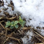 winter peas[12]