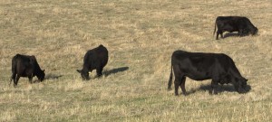 Cattle graze at the WSU Beef Center. (Photo by Jennifer Michal/WSU)