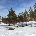 trees damaged by fire