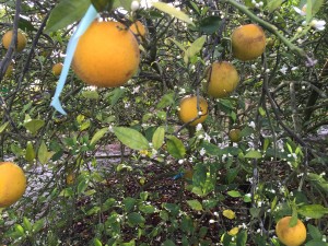 Citrus fruits like oranges infected with HLB stay green looking and are much smaller than normal fruit.