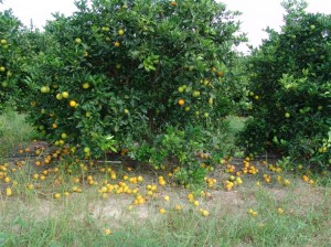 Citrus trees infected with HLB drop much of their fruit before it matures and can be harvested.