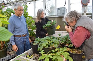 WSU Mount Vernon entomology team continues its battle against the invasive spotted wing drosophila: (from left) Tanigoshi, Bev Gerdeman and Hollis Spitler. (Photo by Kim Binczewski).