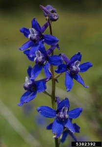 Tall larkspur, a common, poisonous plant that can kill cattle, may see significant blooms this year.