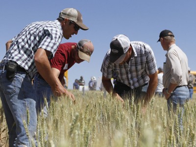 Farmers explore dryland wheat variety plots at the 2015 Lind Field Day. WSU Summer crop tours are underway this June and July.