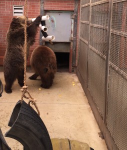 Bears at the WSU Bear Center find fruit hidden inside tubes constructed to challenge them, instead of just giving them the food.