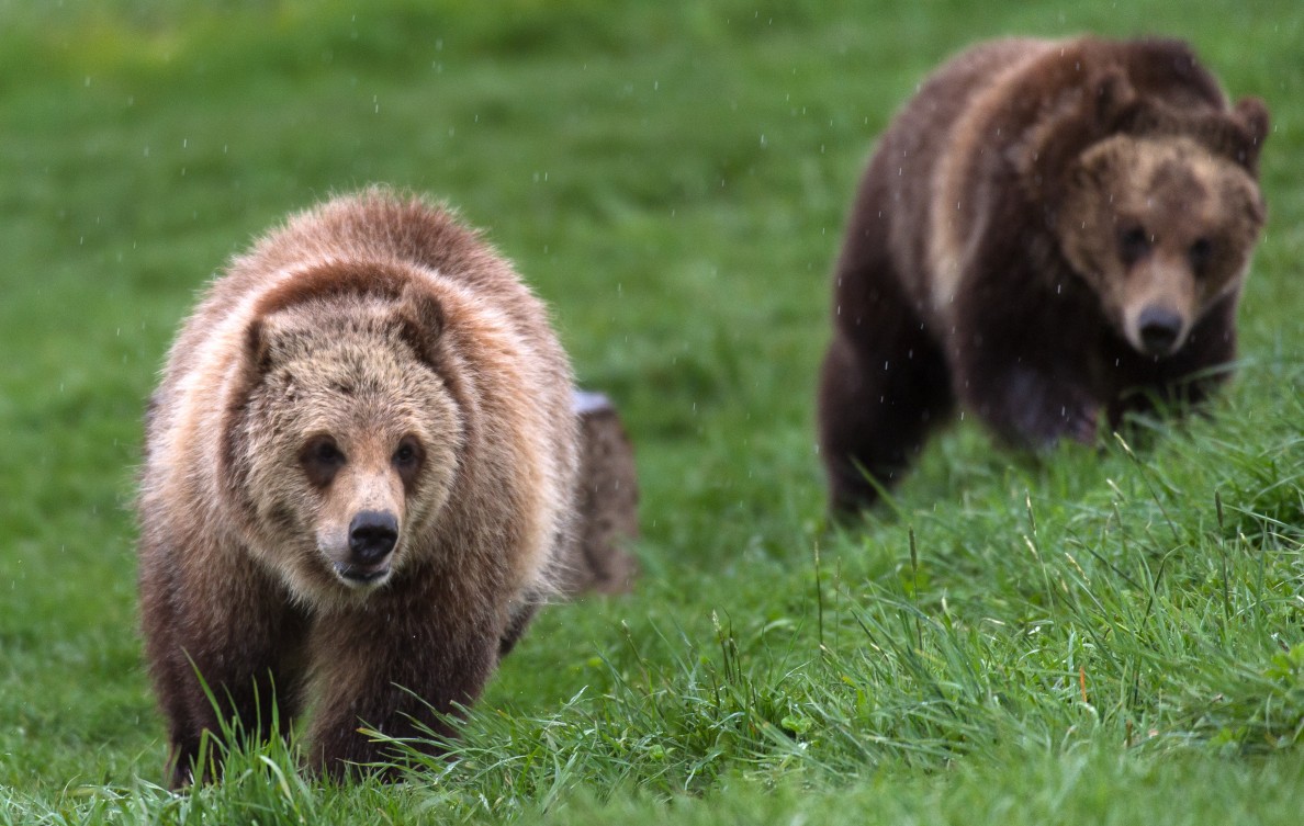 Why are they called grizzly bears? | CAHNRS News | Washington State ...